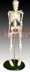  Mini skeleton 42cm tall